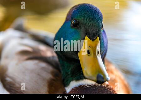 Maschio di germano reale (Anas platyrhynchos) in acqua, animale ritratto, Alaksen National Wildlife Area, British Columbia, Canada, America del Nord Foto Stock