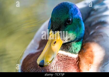 Maschio di germano reale (Anas platyrhynchos) in acqua, animale ritratto, Alaksen National Wildlife Area, British Columbia, Canada, America del Nord Foto Stock