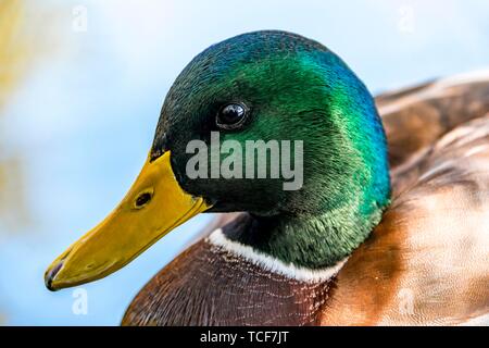 Maschio di germano reale (Anas platyrhynchos), animale ritratto, Alaksen National Wildlife Area, British Columbia, Canada, America del Nord Foto Stock