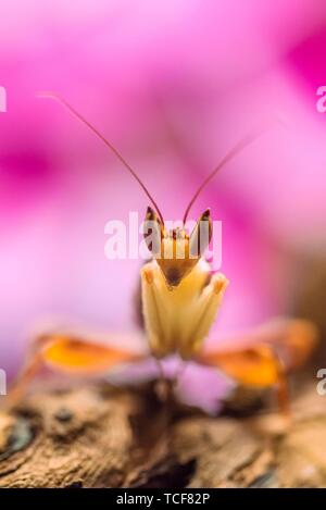 Mantis, maschio del fiore africano mantis (Pseudocreobotra wahlbergii), prigionieri verificarsi in Africa