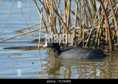 Nero Americano folaga con becco bianco nuotare nel lago vicino sedge Foto Stock