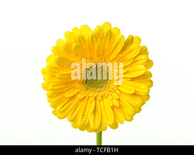 Perfetto di gerbera gialla fiore testa con gocce d'acqua sulla petali isolati su sfondo bianco. Foto Stock