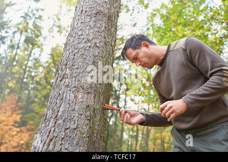 Forester con punte di crescita nella determinazione dell'età di un albero nella foresta Foto Stock