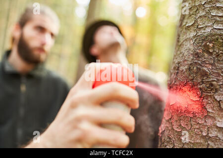 Mano con spray può segna un albero per tritare nel raccolto di legno Foto Stock