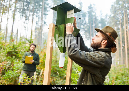 Forester controlla il bostrico trap con coppa di misurazione nella foresta Foto Stock