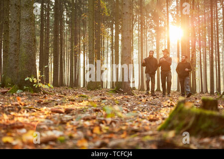 Gruppo di silvicoltori a piedi di sera attraverso un bosco in autunno sotto il sole Foto Stock