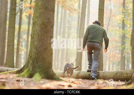 Cacciatore con un falco come una via cane nella foresta segue un sentiero di sudore Foto Stock