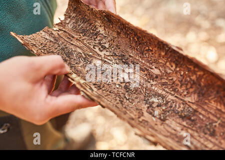 Mano di Forester Forester o detiene di corteccia di albero con il bostrico infestazione di parassiti Foto Stock