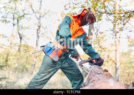 Forest agricoltore come una foresta lavoratore presso la struttura ad albero caduto nella foresta con sega a nastro Foto Stock