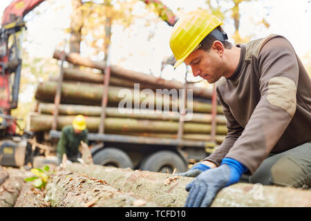 Forstwirt verifica la qualità del legno lungo durante il caricamento su legni lunghi carrello Foto Stock