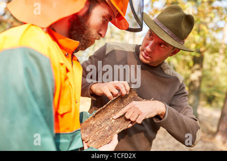 Forester aiuta i lavoratori forestali con scolitidi di rilevazione e controllo della foresta Foto Stock