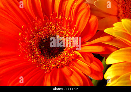 Bellissimi fiori Gerber luminoso sfondo naturale Foto Stock