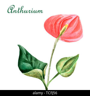 Acquerello luminose Anthurium isolato su uno sfondo bianco Foto Stock