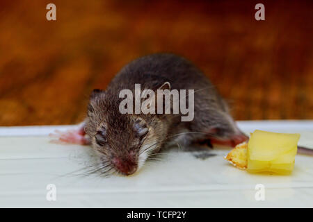 Topo morto ucciso in un indizio del mouse trappola del vassoio sul pavimento in legno home Foto Stock