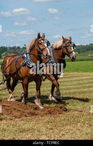 Il team di cavalli quasi alla fine di un solco. 2019 International Match di aratura. Parco Berthusen, Lynden, Washington Foto Stock