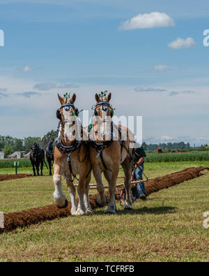 Il team di cavalli quasi alla fine di un solco. 2019 International Match di aratura. Parco Berthusen, Lynden, Washington Foto Stock