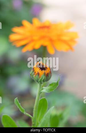Calendula officinalis. Calendula fiore apertura Foto Stock