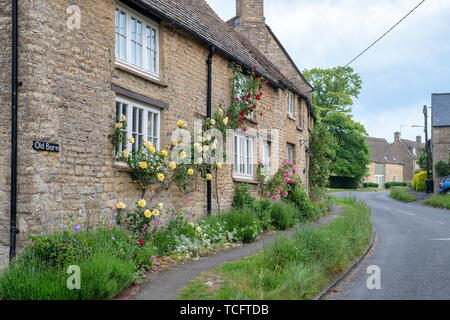 Rose giallo su un cottage del villaggio di Churchill, Cotswolds, Oxfordshire, Inghilterra Foto Stock