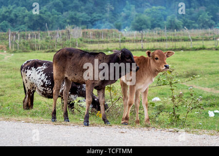 Le mucche in un campo vicino a Vang Vieng, Provincia di Vientiane, Laos, Asia Foto Stock
