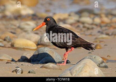 Una rara nero africano (oystercatcher Haematopus moquini) su una spiaggia costiera, Sud Africa Foto Stock