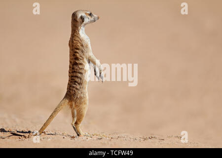 Avviso (meerkat Suricata suricatta) permanente sulla protezione, deserto Kalahari, Sud Africa Foto Stock