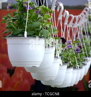 Pansies fiori in vasi appesi in negozio, la molla dello sfondo. Molti vasi di bianco con pansies misti Foto Stock