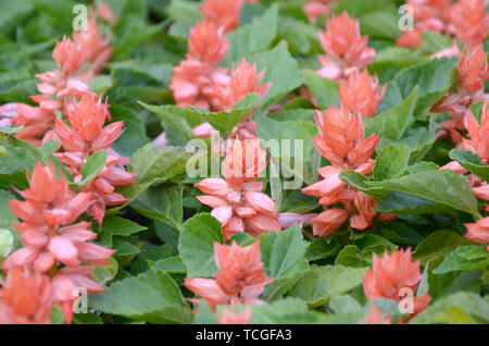 Fiori di colore rosso Salvia splendens calore piante amorevole. Pianta annuale di bellissimi fiori rosso scarlatto nel giardino aiuola Foto Stock