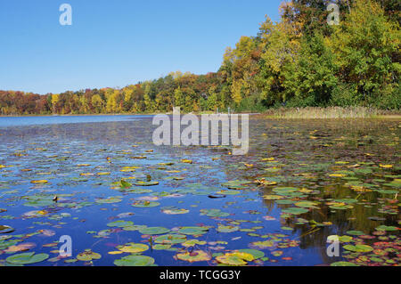 Colori di caduta di alberi e Lily Pad su un lago del Wisconsin Foto Stock