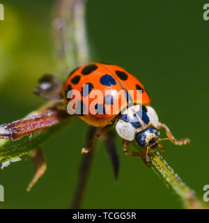 Asian lady beetle sul ramoscello vicino a Minnesota River Foto Stock
