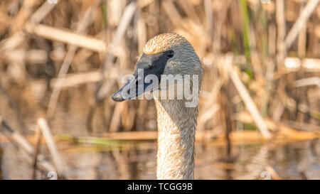 Closeup ritratto di trumpeter swan testa con dettaglio di uno splendido piumaggio, occhio e becco - presi in Crex Prati Area faunistica nel nord Wisconsi Foto Stock