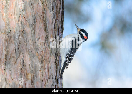 Hairy (o eventualmente di roverella picchio) sul tronco di albero con un bellissimo sfocato cielo invernale bokeh di fondo dietro bird - presa vicino al Sax-Zim Bog Foto Stock