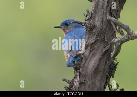 Eastern bluebird sul ramo di albero Foto Stock