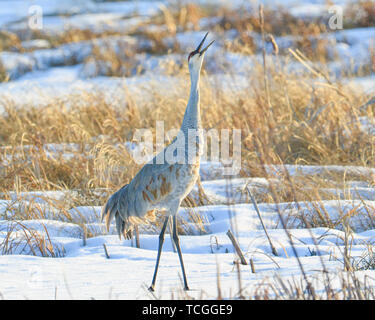 Molto presto la molla migranti gru sandhill nella neve in Crex Prati Area faunistica in Wisconsin settentrionale Foto Stock