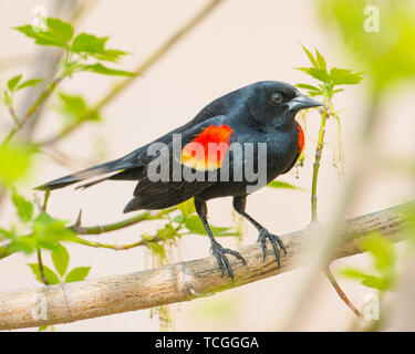 Rosso-winged blackbird sul ramo Foto Stock