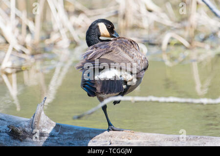 Canada Goose in piedi su una gamba sola su un registro caduti in una zona umida durante le migrazioni di primavera in Minnesota Valley National Wildlife Refuge Foto Stock