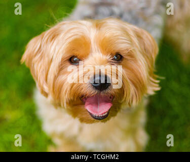 Yorkshire terrier più grandi della media di pura razza ritratto Foto Stock