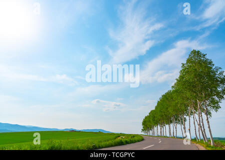 Terreni agricoli, la fila di alberi sulla collina con cielo azzurro sfondo nella giornata di sole. La natura del paesaggio. Foto Stock