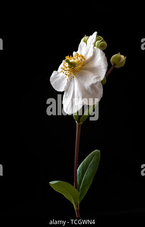 Carpenteria californica, tree anemone, fiori di colore bianco. Foto Stock