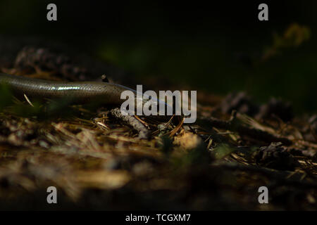 Close-up di Anguis fragilis lizard, chiamato anche slowworm, muovendosi da sinistra verso destra nel campo di vista Foto Stock