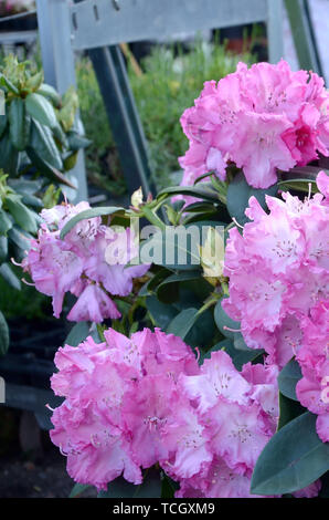 Una boccola grande rododendro in fiore nel giardino botanico. Molti fiori di colore rosa rododendro, bellissimo sfondo Foto Stock