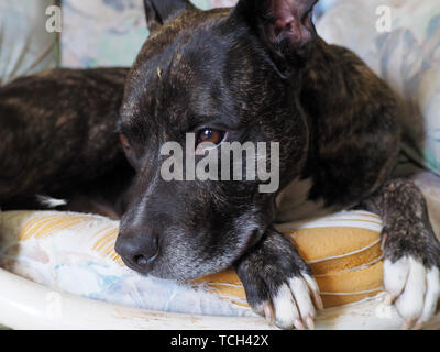 Quebec, Canada. Un pet Pit bull cane in appoggio su una sedia usurata Foto Stock