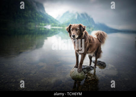 Un cane in un bellissimo paesaggio. Cane al lago fra le montagne. Viaggiare con mans migliore amico. Foto Stock