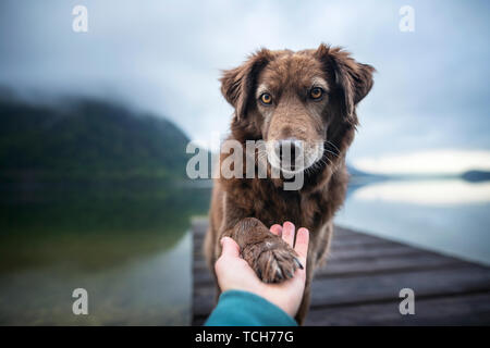 Dog dà zampa umana. Amicizia tra uomo e cane. Foto Stock