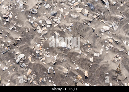 Close-up di un sacco di conchiglie di mare frammenti sparsi su sabbia di una spiaggia tropicale. Foto Stock