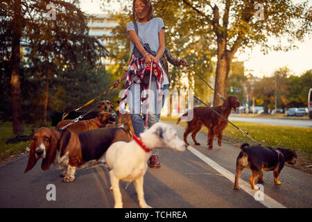 Donna felice dog walker con cani godendo in città a piedi. Foto Stock