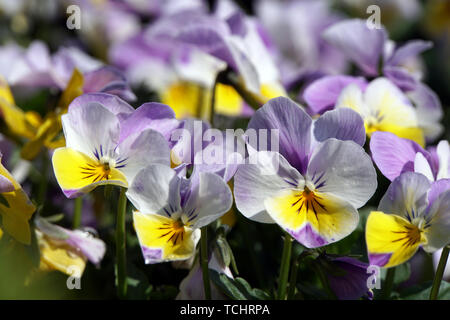 Hornveilchen, Horn-Veilchen (Viola cornuta) Foto Stock