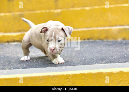 Un grazioso cucciolo è giocando sui gradini. Concetto delle prime fasi di vita, animali, una nuova generazione. Cucciolo di American Bully. Foto Stock