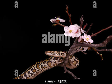 Sfera di burro royal python viper moresco boa snake su un ramo con fiori su sfondo scuro Foto Stock