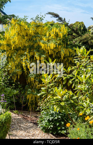 Un sentiero di ghiaia conduce ad un albero il Maggiociondolo in pieno fiore.catena Golden Tree.il Maggiociondolo alpinum. Foto Stock
