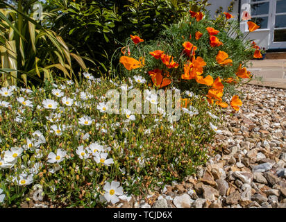 I bordi di un sentiero di ghiaia sono ammorbidite con Halimiocistus sahucii (Sahuc Rock Rose) e California Poppy (Eschscholzia californica) Foto Stock